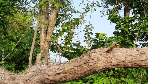 Vitex negundo tree.  It's other name Chinese chaste tree, five-leaved chaste tree, horseshoe vitex, nisinda and Nirgundi. It is a large aromatic shrub. It is an Ayurvedic medicine.
