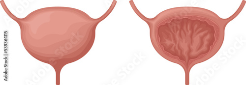 The bladder. Anatomical image of the bladder. Human internal organs. Urinary system in the section. Vector illustration isolated on a white background