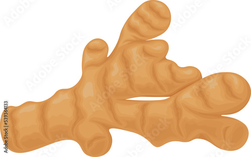 Fresh ginger root on a white background. Healthy food concept for design. Vector image of vegan food in a trendy cartoon style