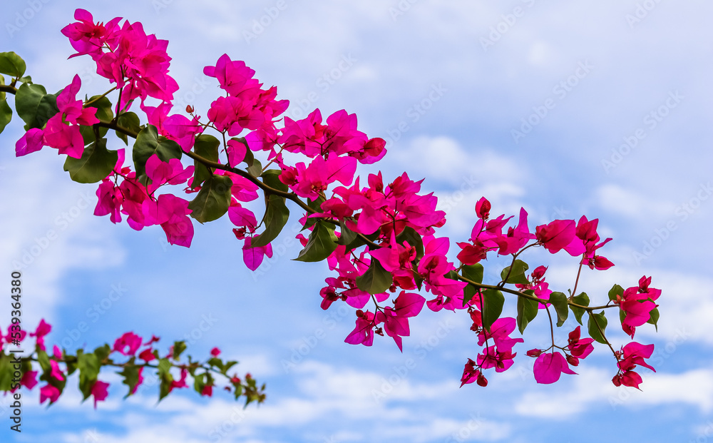 Magenta bougainvillea flowers against the sky with clouds
