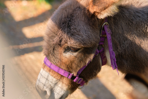mellow donkey is waiting for the gate to open