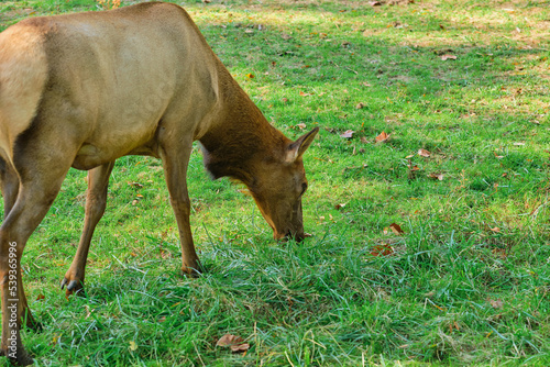 brown elk is feeding on grass in the field