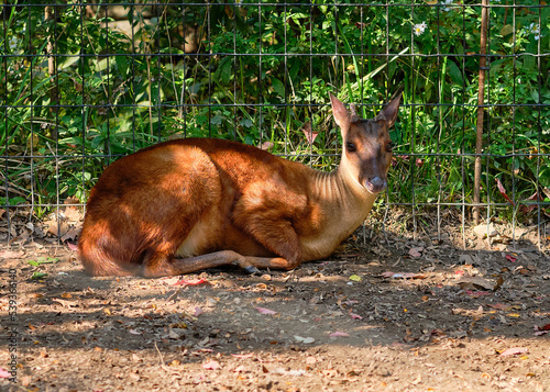 tiny red brocket deer is resting by the fence at the zoo photo