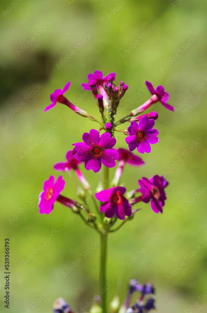 Kurinsou (Primula japonica), perennial herb of the primrose family (Primulaceae) native to Japan Kurinsou (Primula japonica), perennial herb of the primrose family (Primulaceae) native to Japan
