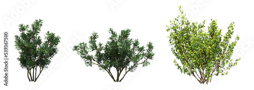 bush isolated on white background  3D illustration  cg render
