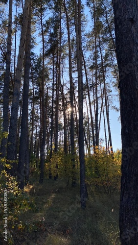 autumn forest