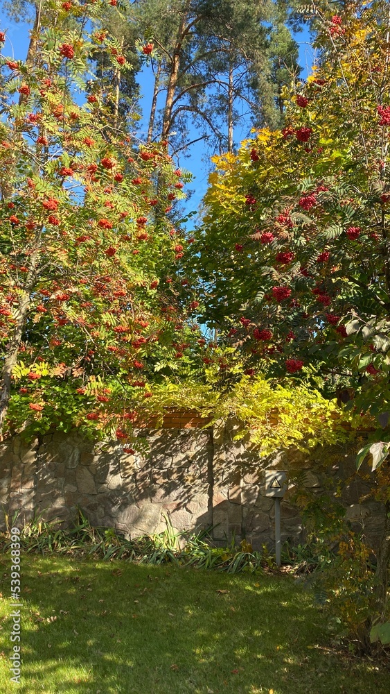 Fototapeta premium rowan tree berries