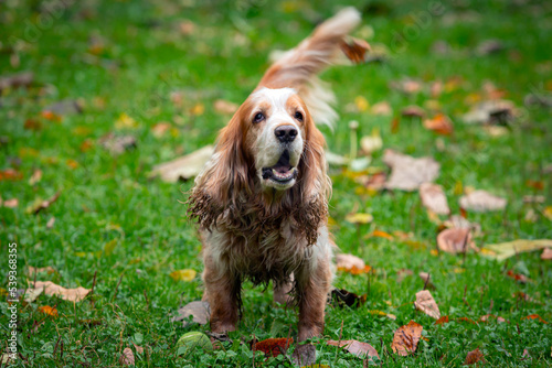  English Cocker Spaniel playing in a clearing.Close-up
