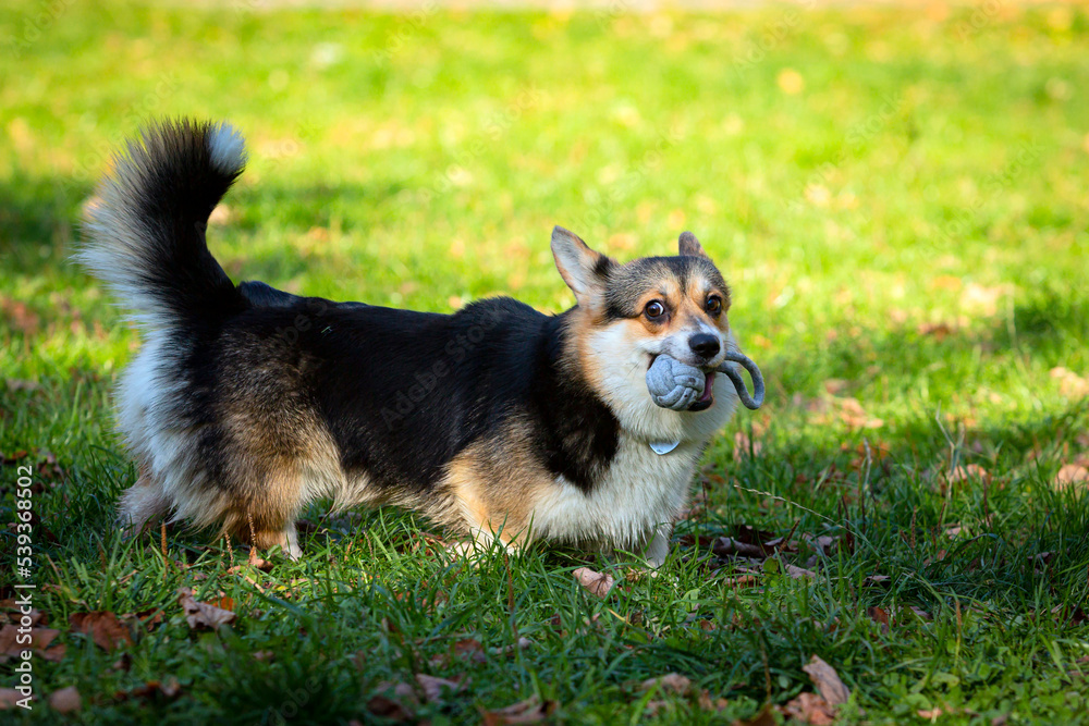 Welsh Corgi on the field plays with the ball. Close-up