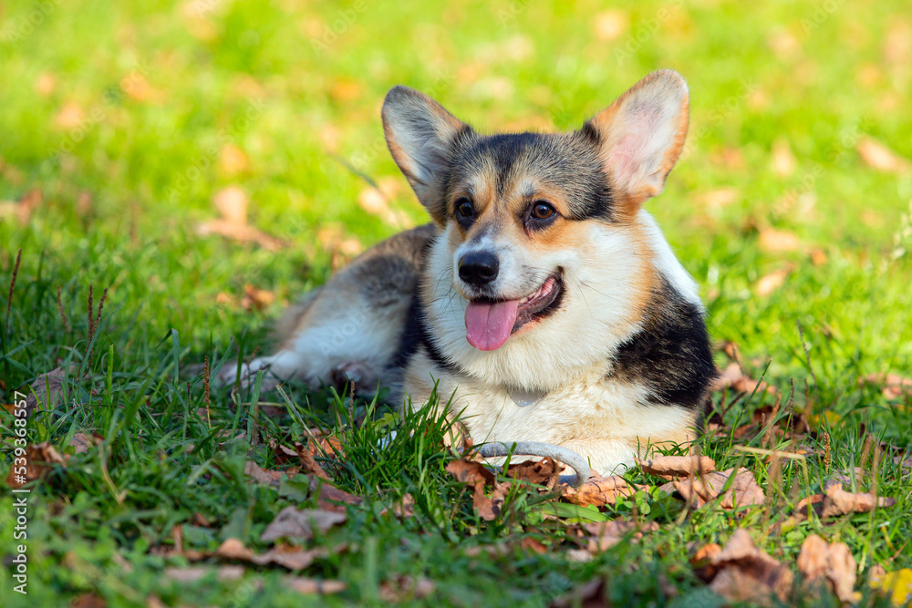 The Welsh Corgi dog on a green field. Close-up