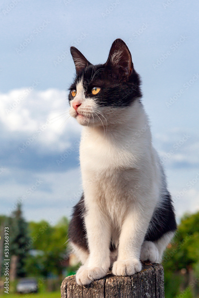 Country white cat with black spots. Close-up. Country white cat with black spots. Close-up.
