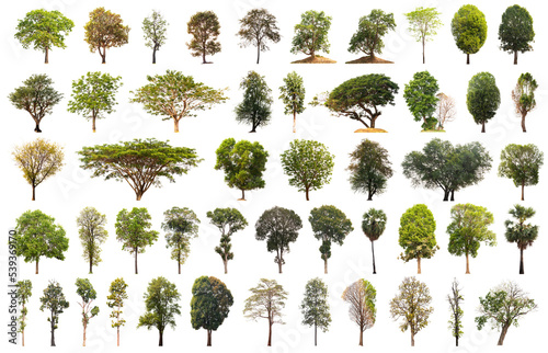 Collection of Isolated Trees on white background. A beautiful trees from Thailand.
