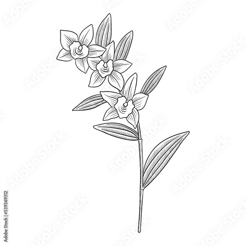 vector drawing plant of orchid , Dendrobium nobile, herb of traditional chinese medicine, hand drawn illustration photo