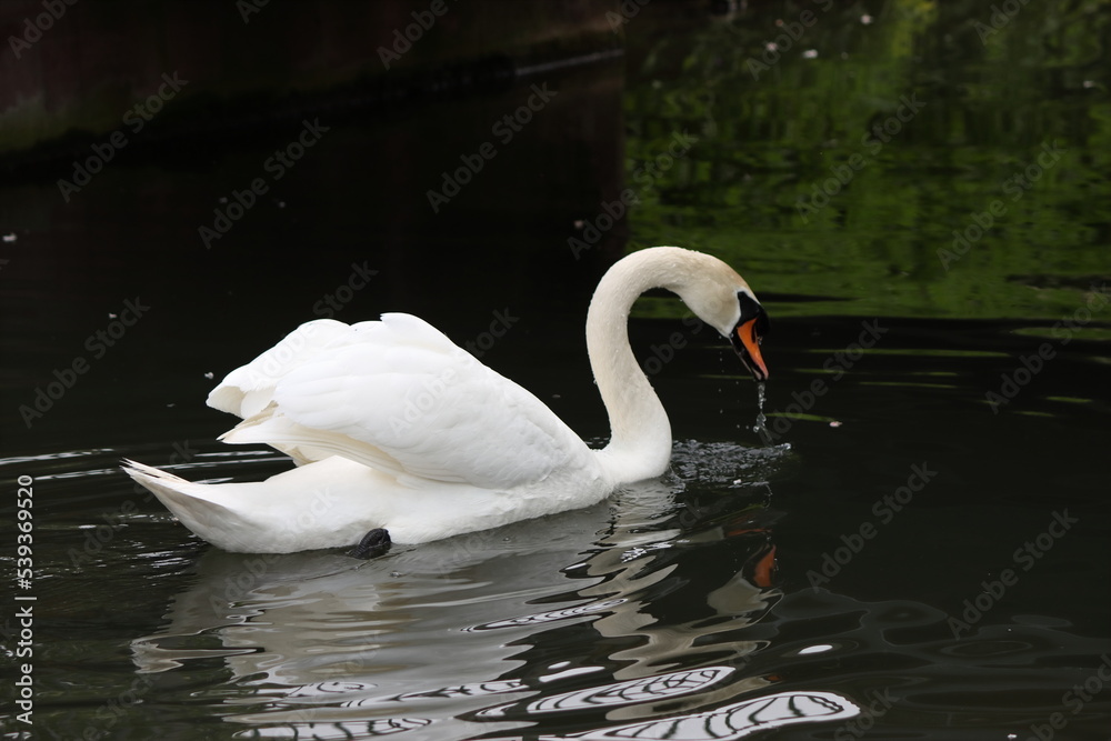 Fototapeta premium swans on the lake