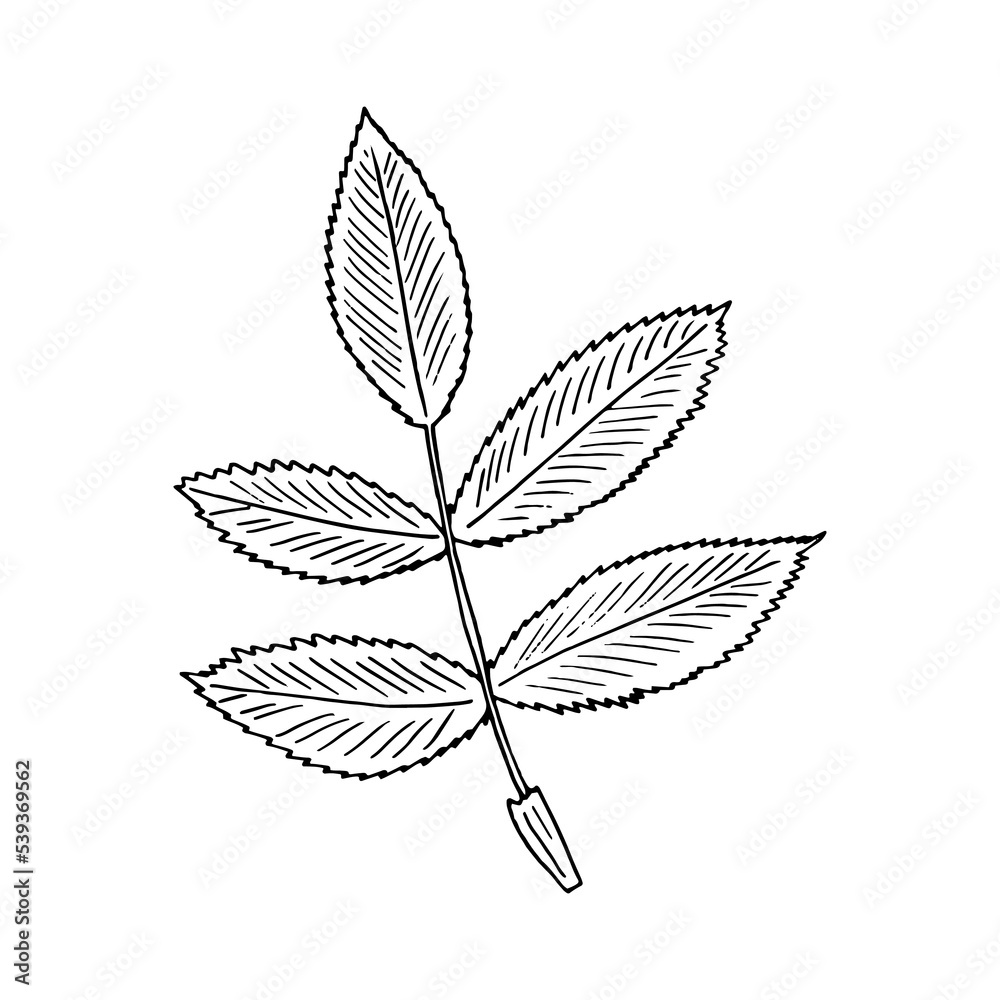 rosehip leaf hand drawn in doodle style. icon, sticker, decor element.
