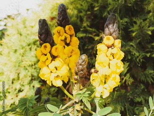 (Senna alata) Gros plan sur Dartrier ou arbre candélabre à fleurs jaune vif dressées comme des bougies sur un feuillage penné à folioles oblongues photo