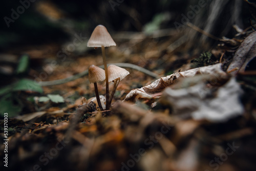 toadstools on green moss on a dark natural background. pagan wiccan, slavic traditions. Witchcraft, esoteric spiritual ritual