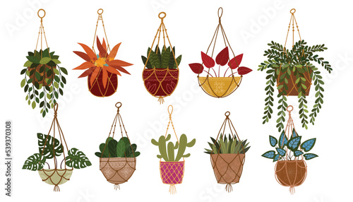 Set of houseplants hanging on rope illustration, Houseplants for interior home or office decoration
