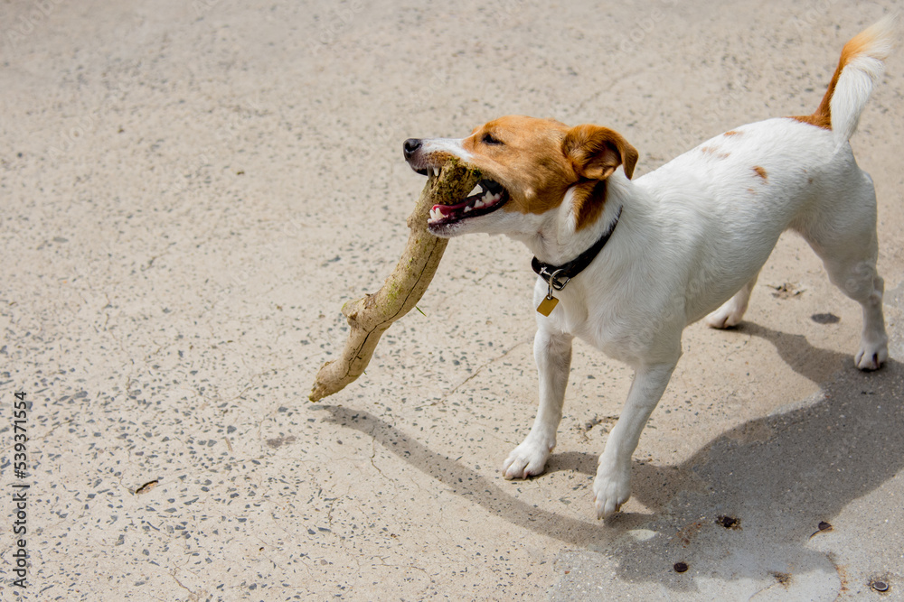 Cute little happy Jack Russell Terrier puppy dog carries a large branch in the mouth on a sand color ground Cute little happy Jack Russell Terrier puppy dog carries a large branch in the mouth on a sand color ground