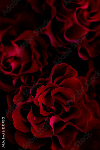 blurred floral background of dark red rose flowers heinz winkler