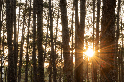 The morning sunrise of the pine forest at Suan Son Bo Kaeo photo