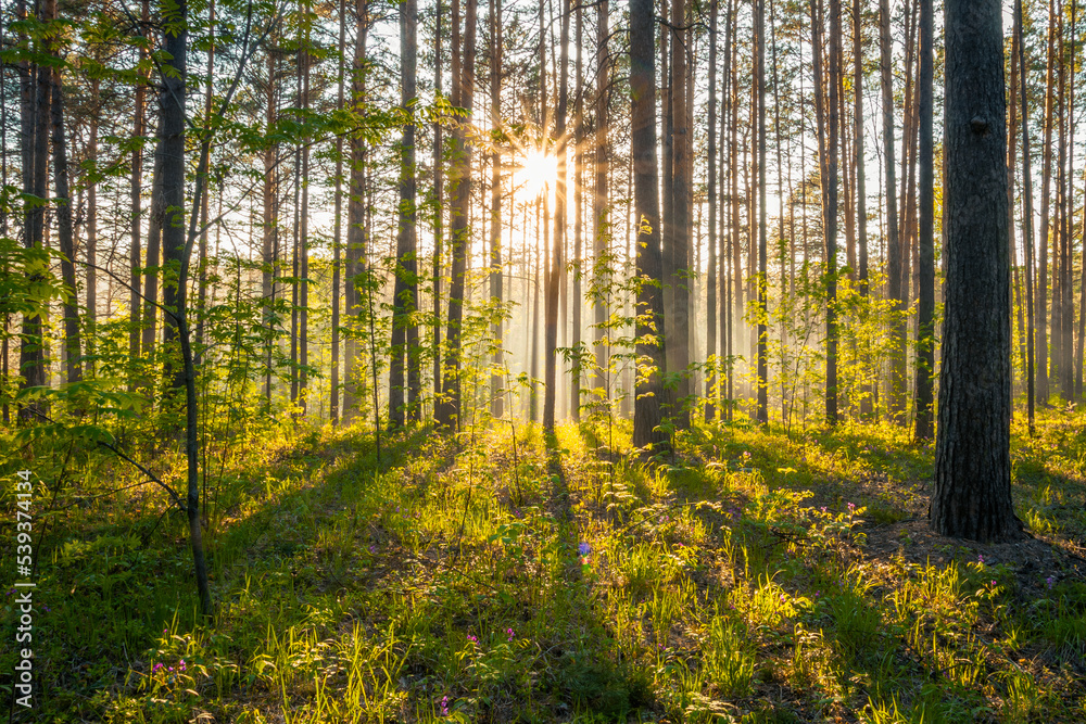 Fototapeta premium sunset in the forest