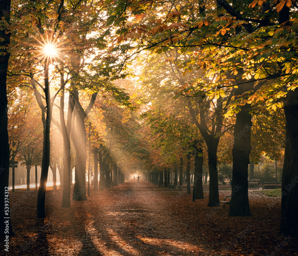 Naklejka premium autumn in the park