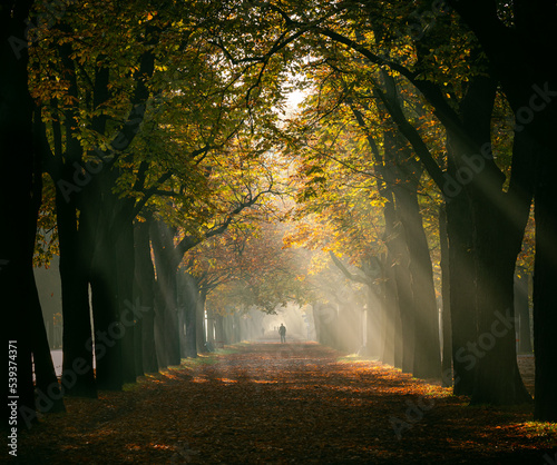 autumn morning in the forest photo