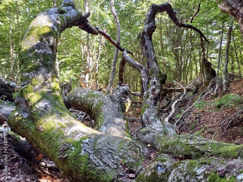 Naturaleza muerta
