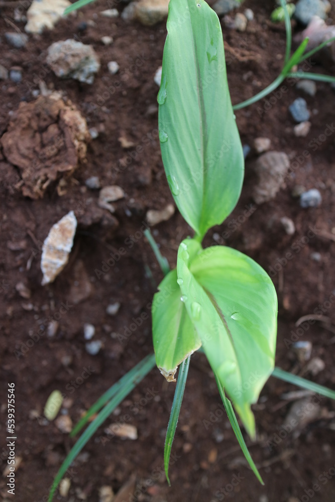 Turmeric plant shoots with green leaves Turmeric plant shoots with green leaves
