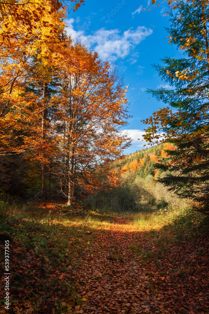 Autumn forest scenery with road of fall leaves, warm light illumining the gold foliage. Footpath in scene autumn forest nature. Vivid october day in colorful forest, maple autumn trees road fall way Autumn forest scenery with road of fall leaves, warm light illumining the gold foliage. Footpath in scene autumn forest nature. Vivid october day in colorful forest, maple autumn trees road fall way