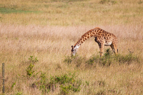 Maasai Giraffe wanders across the grass savannah f the Masai Mara, Kenya