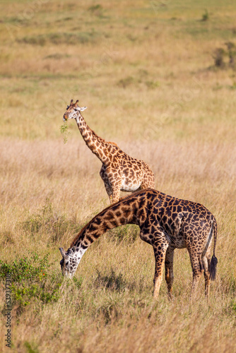 Maasai Giraffe wanders across the grass savannah f the Masai Mara  Kenya
