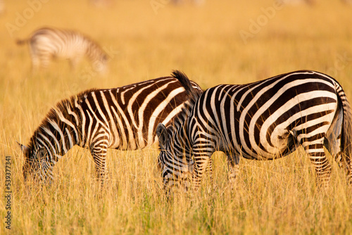 Two Burchell's Zebra grazing on the grass of the Masai Mara