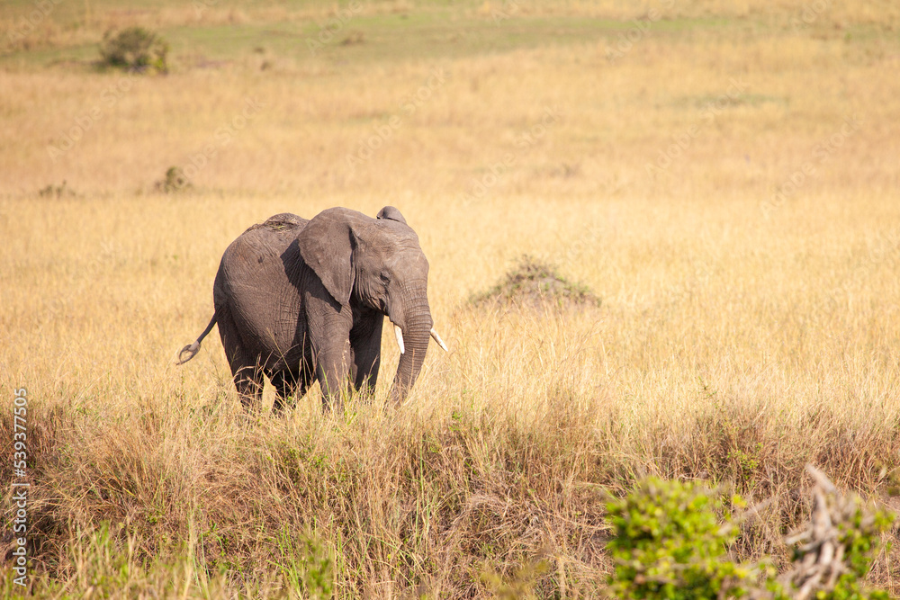 Elephant grazing on the open savannah of the Masai Mara, Kenya