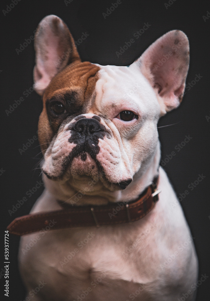 french bulldog puppy french bulldog puppy