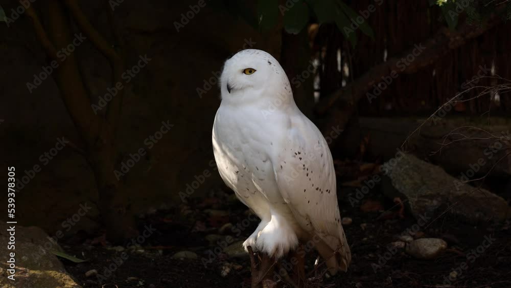 Snowy owl, Bubo scandiacus, bird of the Strigidae family. With a yellow eye Snowy owl, Bubo scandiacus, bird of the Strigidae family. With a yellow eye