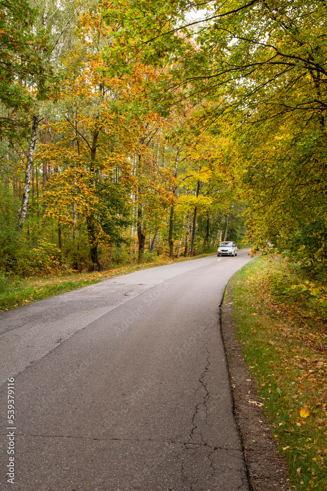 Autumn forest, road and car in motion on a sunny day. Forest.
