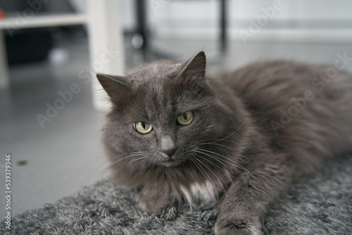 Portrait of a domestic cat. Concept of having a pet inside the modern apartment. Lifestyle portrait of a gray male cat with green eyes looking serious with soft focus interior of the contemporary flat
