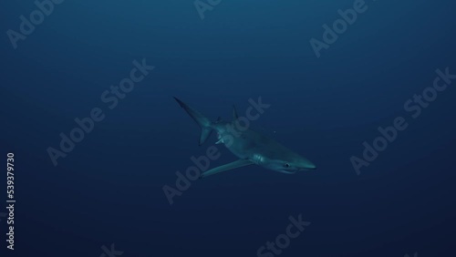 Wallpaper Mural Large Blue Shark swimming closer from the deep blue water near the Azores Torontodigital.ca