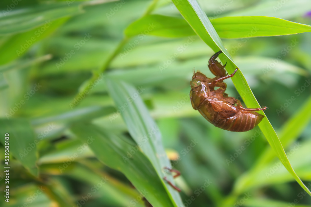 Cicadas creeping behind green leaves, blurred background Cicadas creeping behind green leaves, blurred background