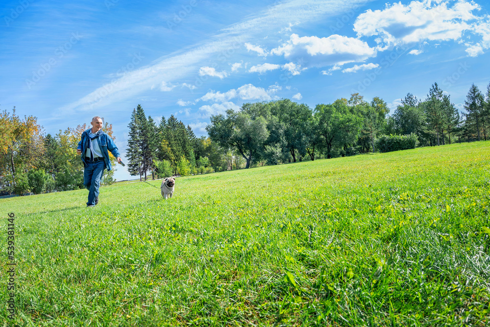 an elderly happy handsome man walks in the park on the lawn with a cute pug. he runs down the hill with the dog and laughs. clear warm day and blue sky, garizont falls, selective focus an elderly happy handsome man walks in the park on the lawn with a cute pug. he runs down the hill with the dog and laughs. clear warm day and blue sky, garizont falls, selective focus