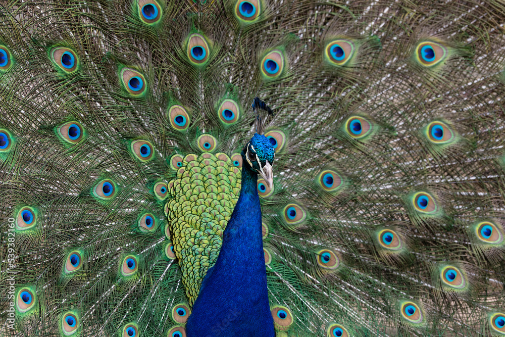 Obraz premium A peacock flaunting its feathers