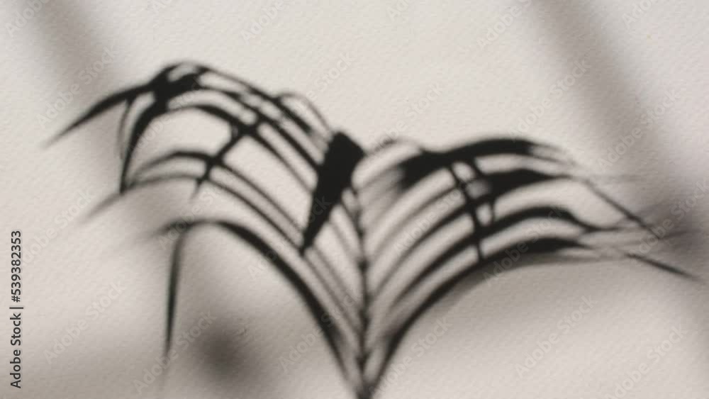 Shadow sunlight branches palm leaves white wall background Shadow sunlight branches palm leaves white wall background