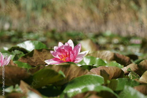 Sch  ne rosa Seerose einzeln im Teich