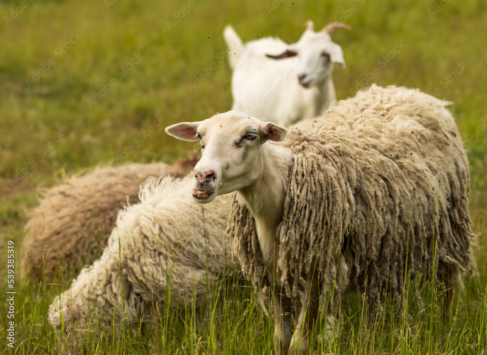 sheep in nature on the grass sheep in nature on the grass