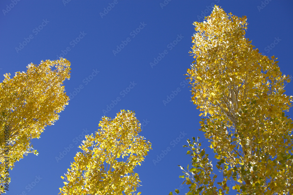 Bright yellow trees against a clear blue sky. Isolated tree with bright yellow autumn foliage illuminated by the bright sun against a blue sky. View of the poplar crown from below. Autumn background. Bright yellow trees against a clear blue sky. Isolated tree with bright yellow autumn foliage illuminated by the bright sun against a blue sky. View of the poplar crown from below. Autumn background.