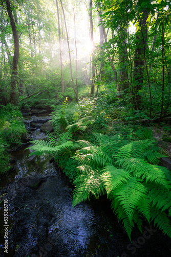 Forest in the morning