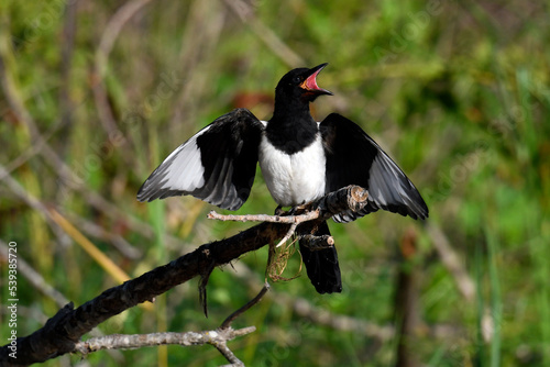 Elster // Common Magpie (Pica pica) photo