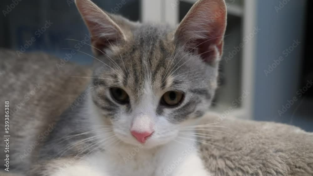 macro front face headshot silver little kitten cat cute kitty close up macro front face headshot silver little kitten cat cute kitty close up